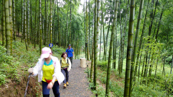 竹林漫步的头条主页-今日头条(图1)