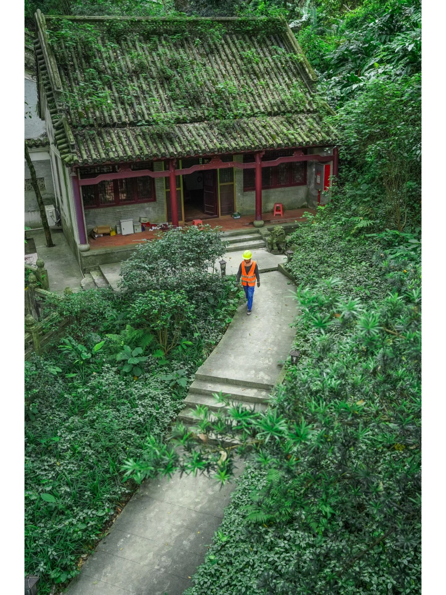 原始森林(图1)