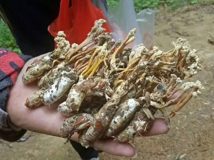 江南百景图限时探索竹林任务怎么完成限时探索竹林任务攻略(图1)