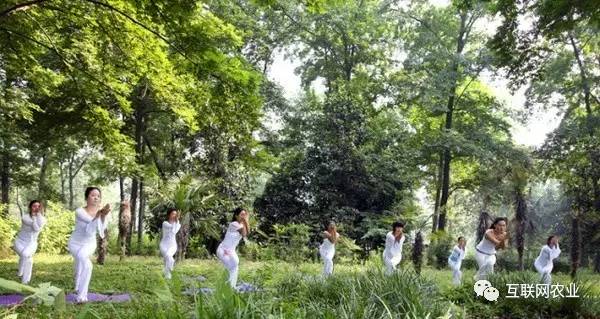 “逃离”城市的年轻人扎进广东山里“森呼吸”(图1)